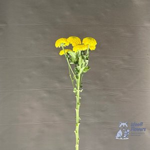 Хризантема желтая кустовая махровая