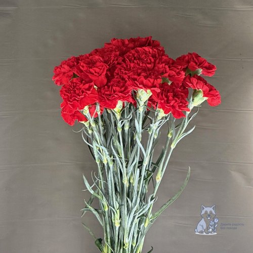 Гвоздика красная