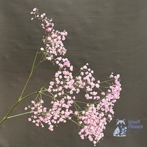 Гипсофила розовая