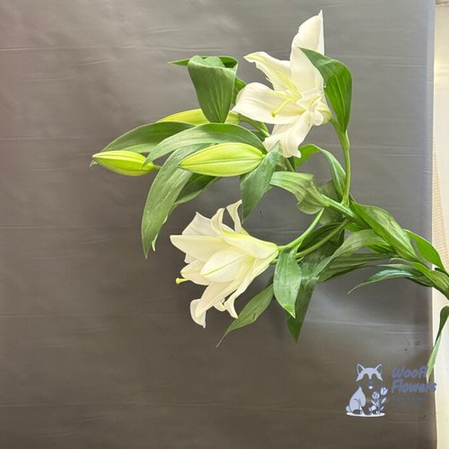 Лилия белая