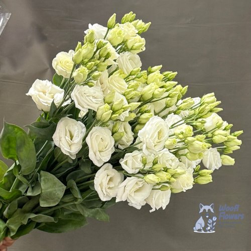 Эустома белая