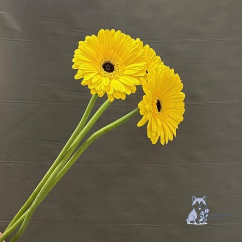 Гербера желтая