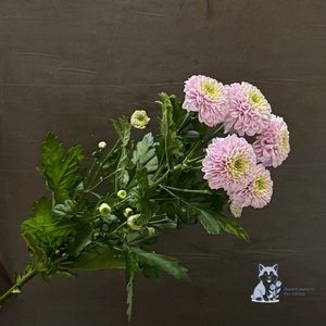 Хризантема сиреневая кустовая махровая