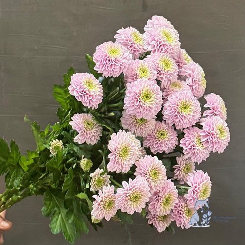 Хризантема сиреневая кустовая махровая