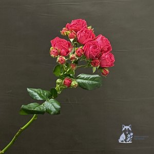 Роза розовая кустовая