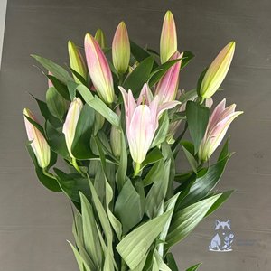 Лилия розовая