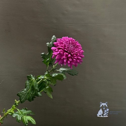 Хризантема фиолетовая одноголовая