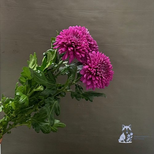 Хризантема фиолетовая одноголовая