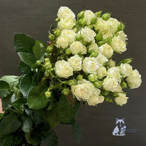 Роза белая кустовая