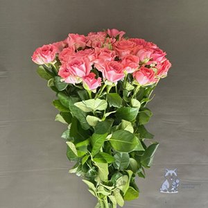 Роза розовая кустовая