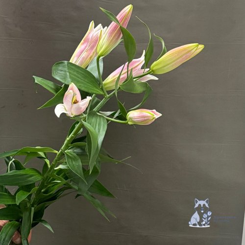 Лилия розовая