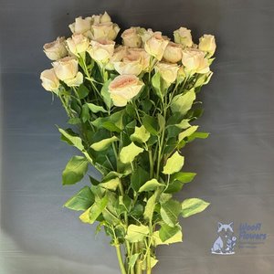 Роза кустовая кремовая