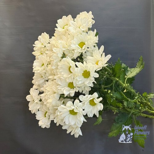 Хризантема белая кустовая