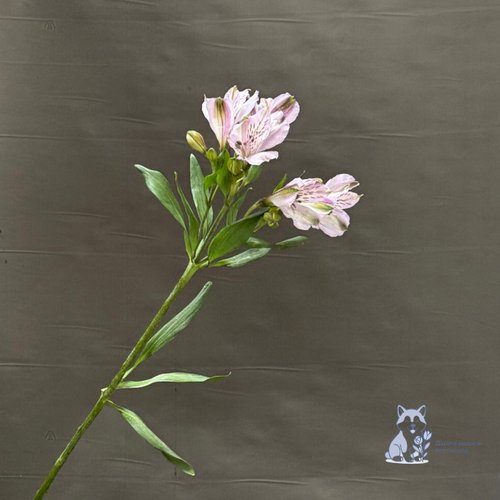 Альстромерия сиреневая