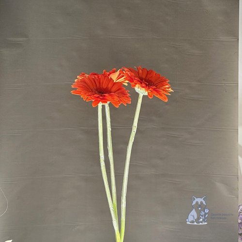 Гербера оранжевая