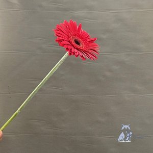 Гербера красная