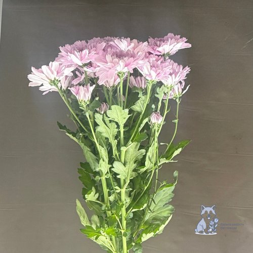 Хризантема сиреневая кустовая махровая