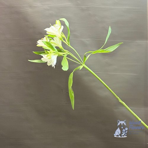 Альстромерия белая