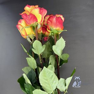 Роза оранжевая