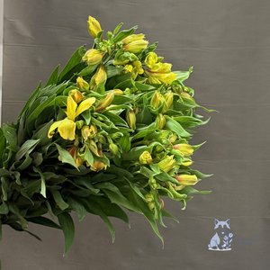 Альстромерия желтая