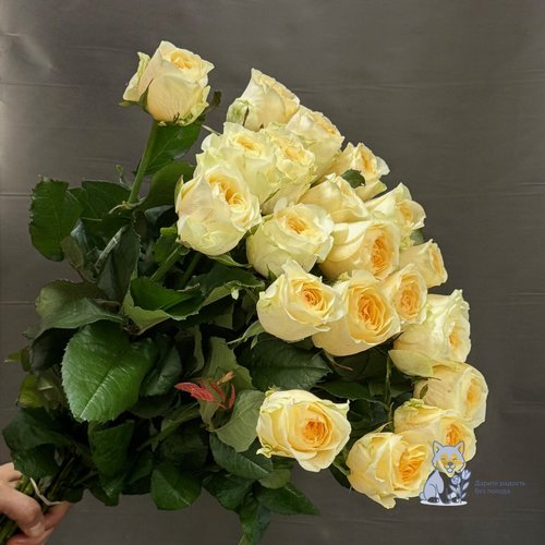 Роза желто-кремовая