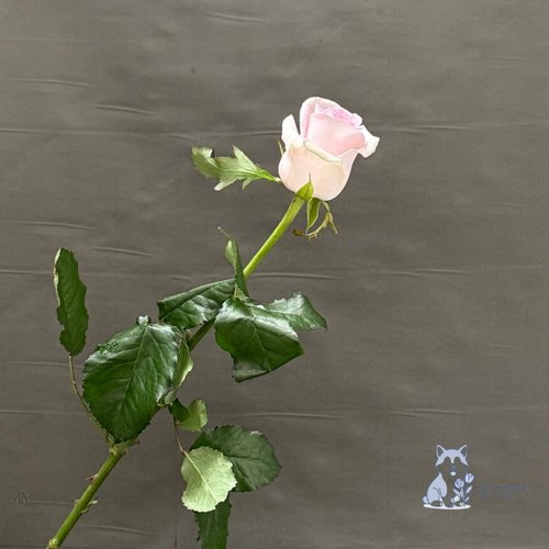 Роза бледно-розовая