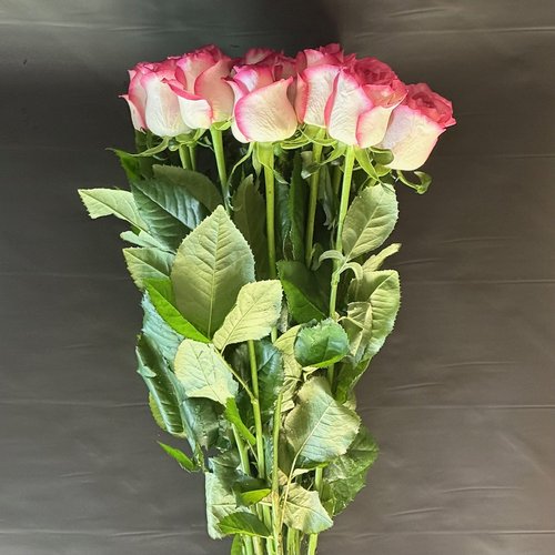 Роза розовая