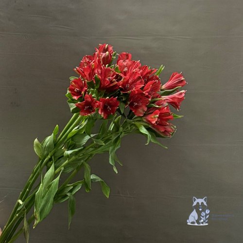 Альстромерия красная