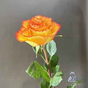 Роза оранжевая