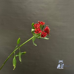 Альстромерия красная