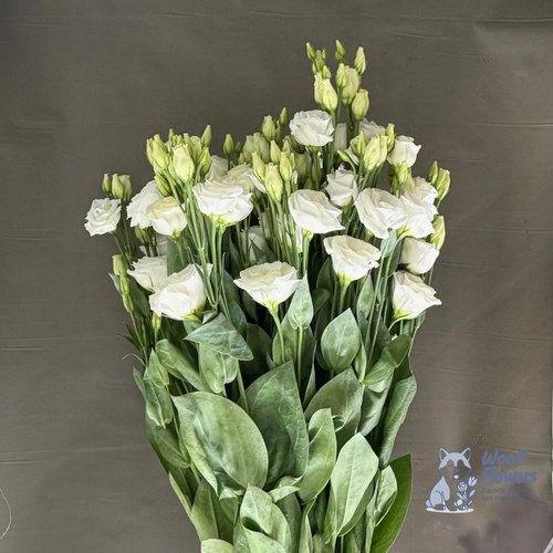 Эустома белая