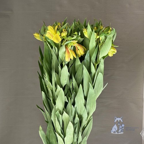 Альстромерия желтая