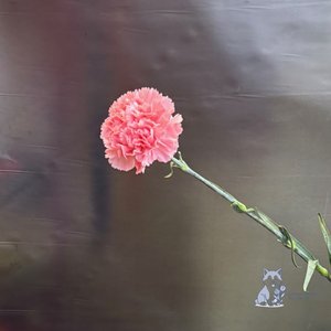 Гвоздика розовая