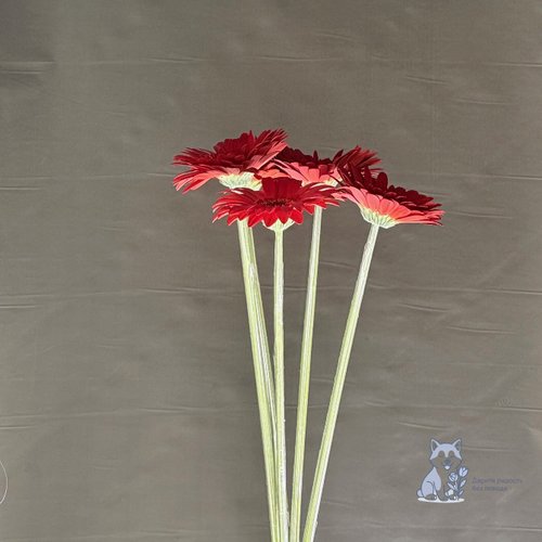 Гербера красная