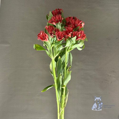 Альстромерия красная