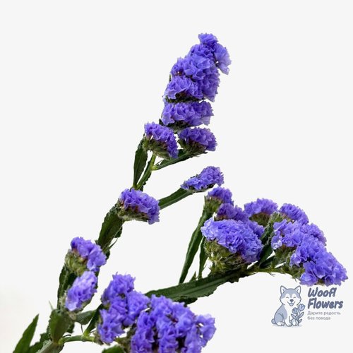 Статица синяя