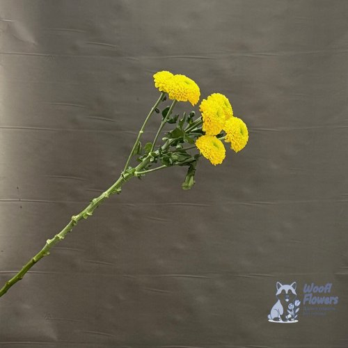 Хризантема желтая кустовая махровая