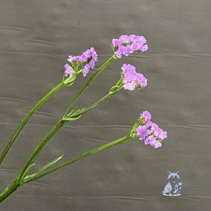 Статица сиреневая