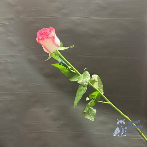 Роза розовая