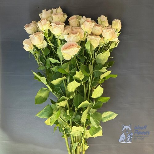 Роза кустовая кремовая