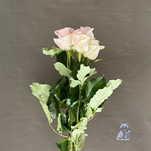 Роза бледно-розовая