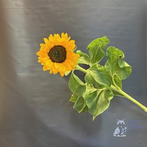 Подсолнухи