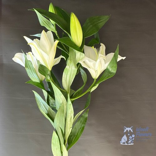 Лилия белая