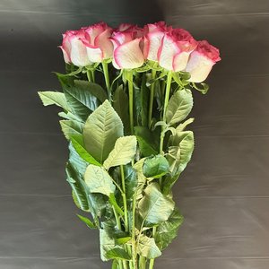 Роза розовая