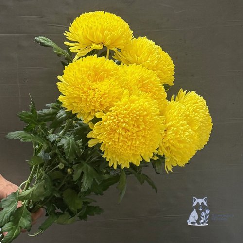 Хризантема одноголовая желтая