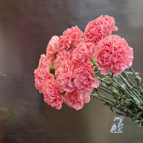 Гвоздика розовая