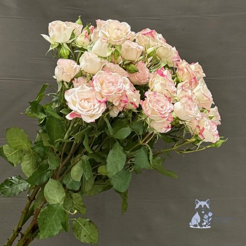 Роза кустовая розовая