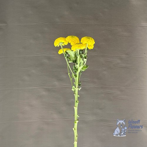 Хризантема желтая кустовая махровая