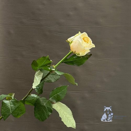 Роза желто-кремовая