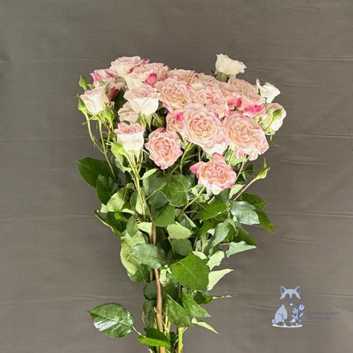 Роза кустовая розовая